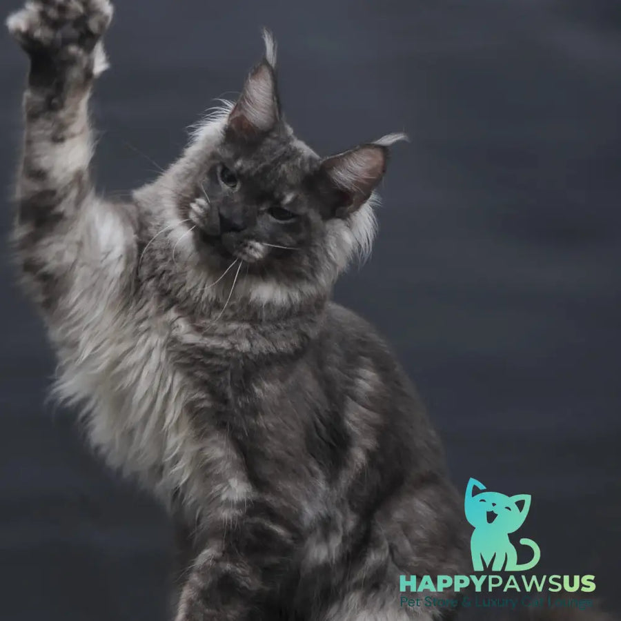 Casper Maine Coon male black silver - live animals