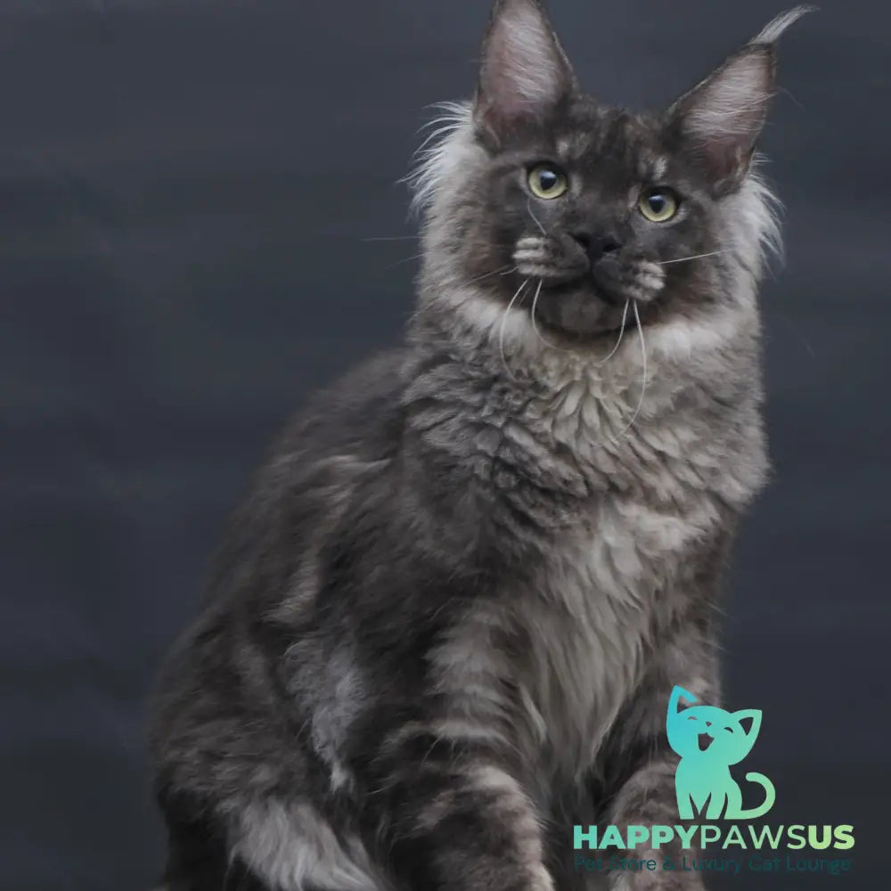 Casper Maine Coon male black silver - live animals