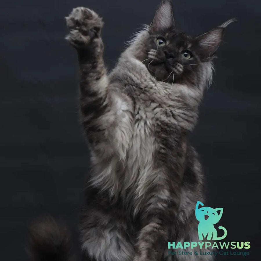 Casper Maine Coon male black silver - live animals