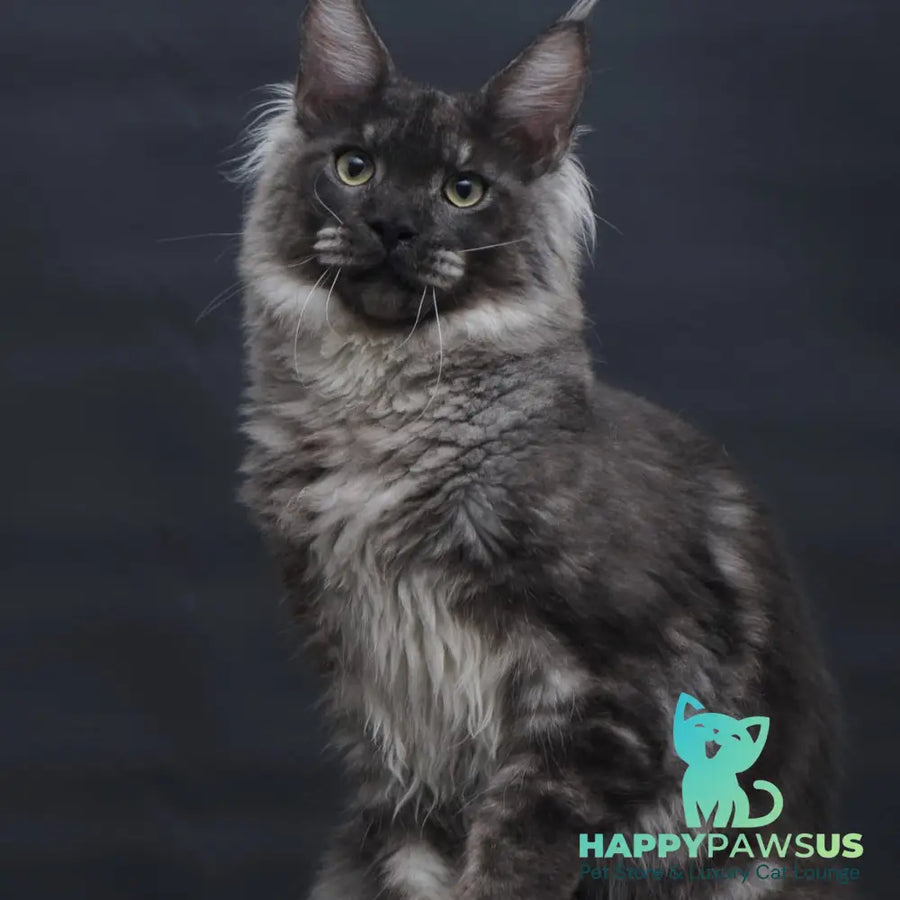 Casper Maine Coon male black silver - live animals