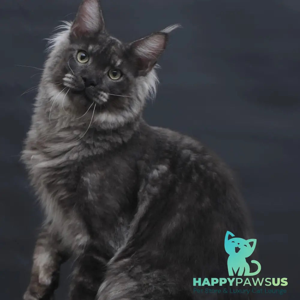 Casper Maine Coon male black silver - live animals