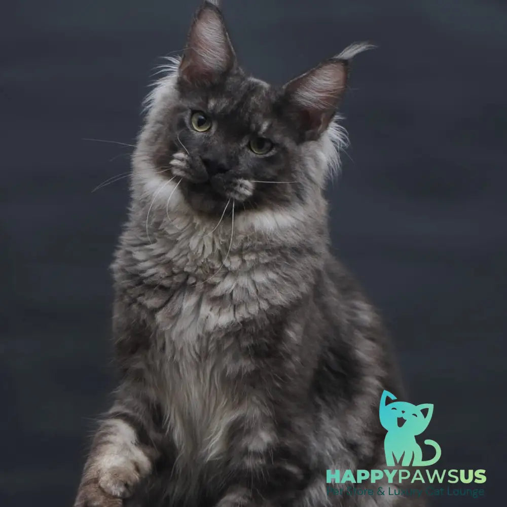 Casper Maine Coon male black silver - live animals