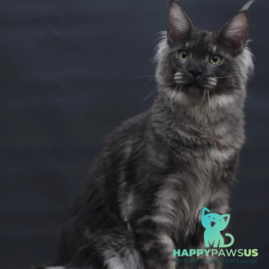 Casper Maine Coon male black silver - live animals