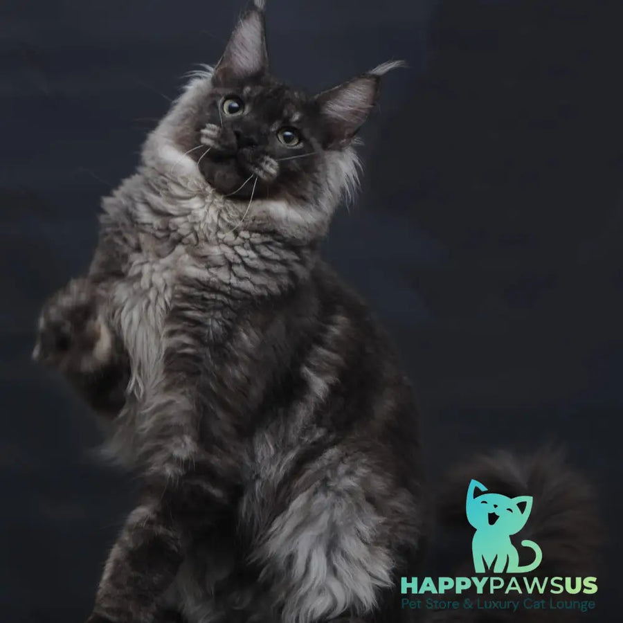 Casper Maine Coon male black silver - live animals
