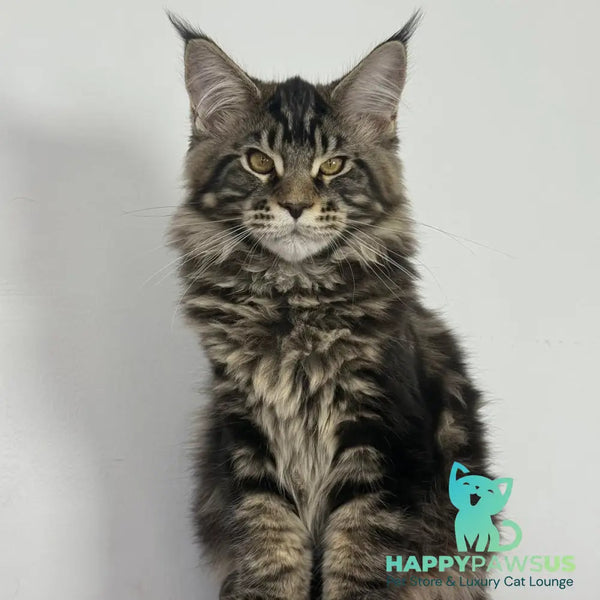 Casper Maine Coon male black tabby - live animals