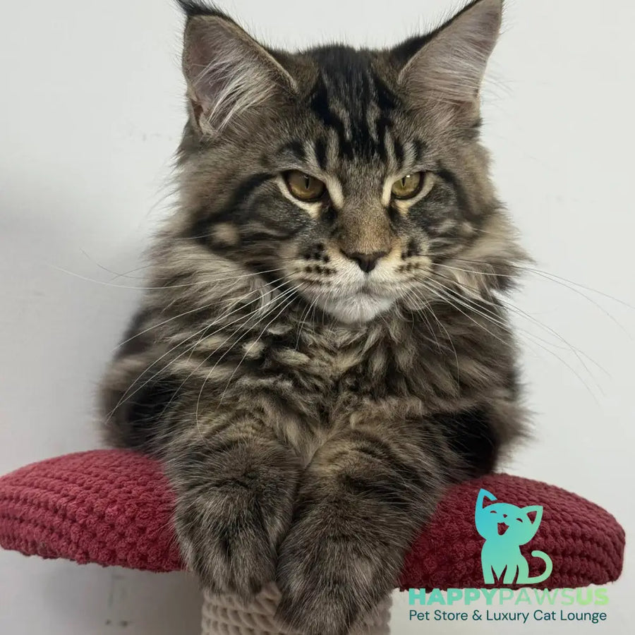 Casper Maine Coon male black tabby - live animals