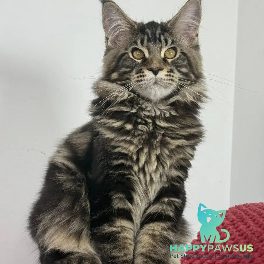 Casper Maine Coon male black tabby - live animals