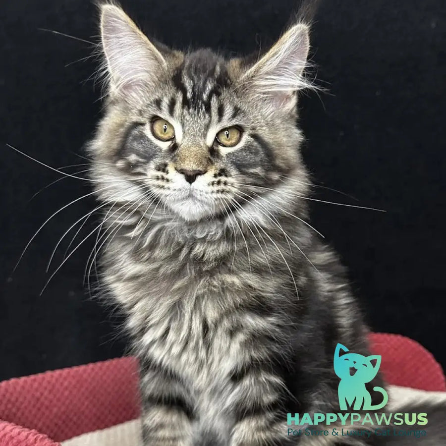 Casper Maine Coon male black tabby - live animals