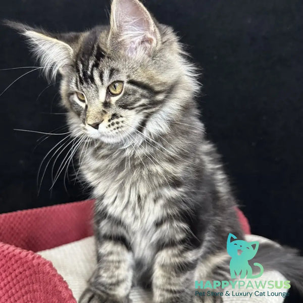 Casper Maine Coon male black tabby - live animals