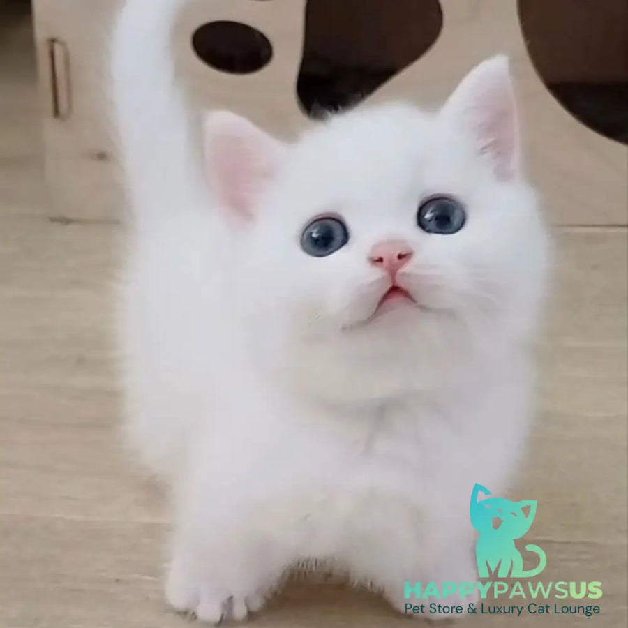 Casper Munchkin male white - live animals