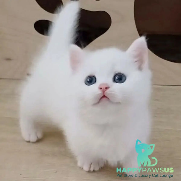 Casper Munchkin male white - live animals