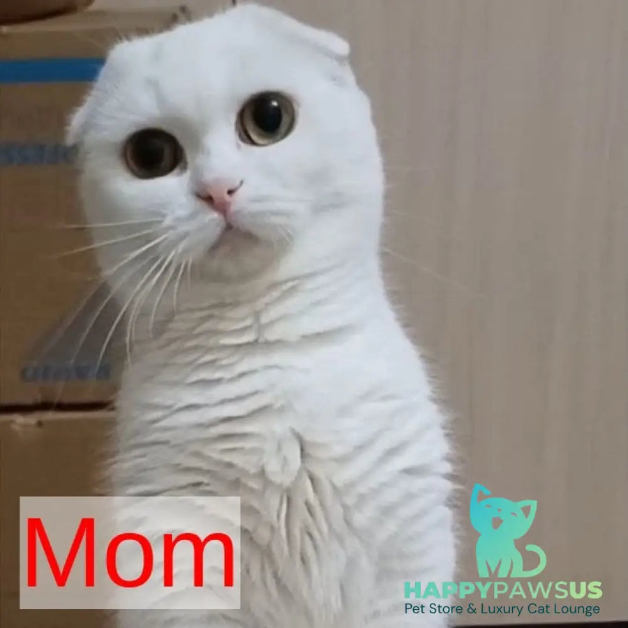 Casper Munchkin male white - live animals