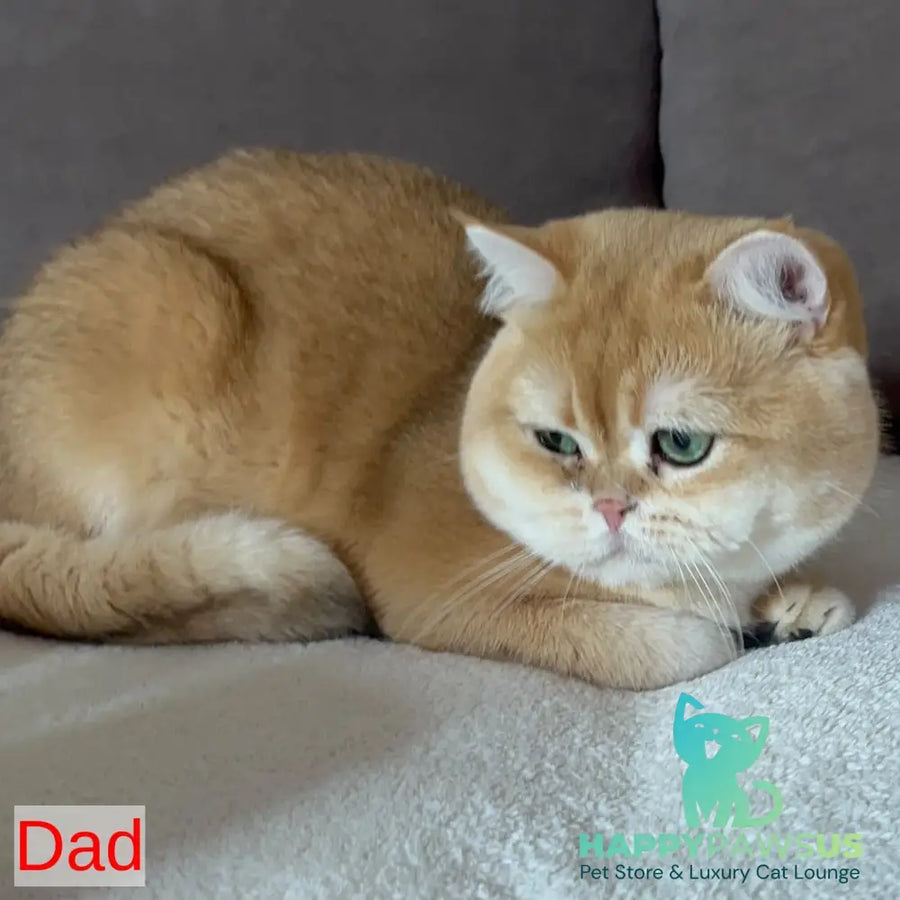 Casper Munchkin male white - live animals
