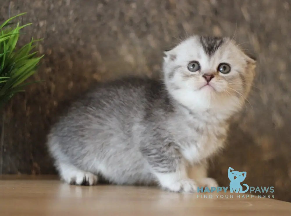 Casper Scottish Fold male black silver ticked tabby live animals