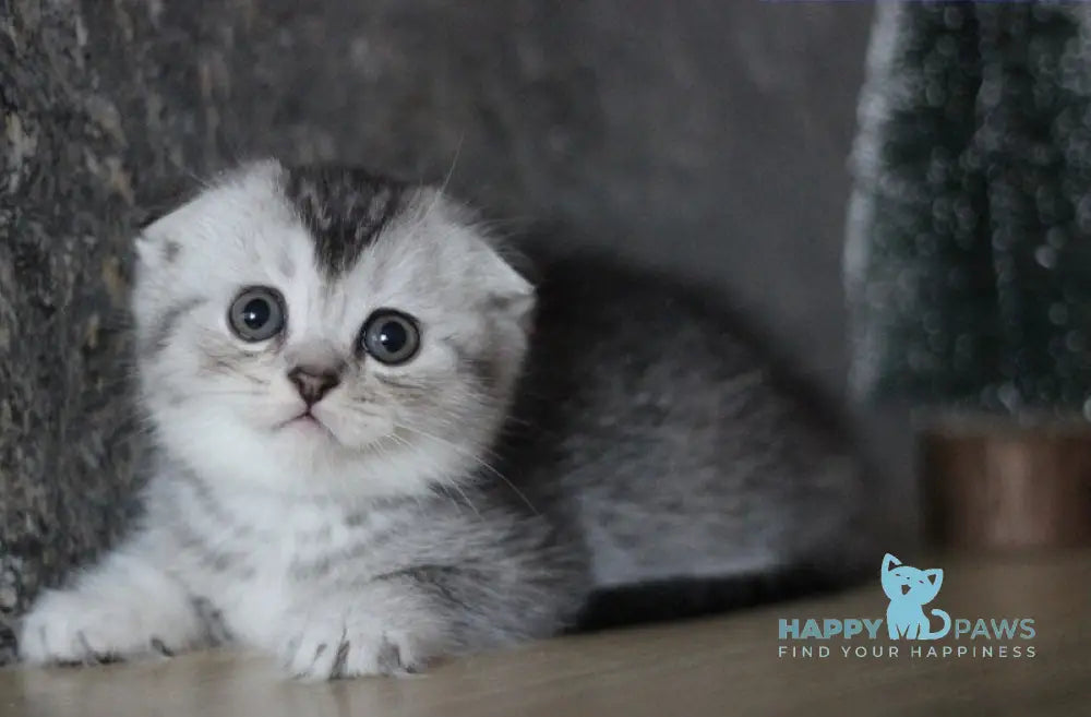 Casper Scottish Fold male black silver ticked tabby live animals