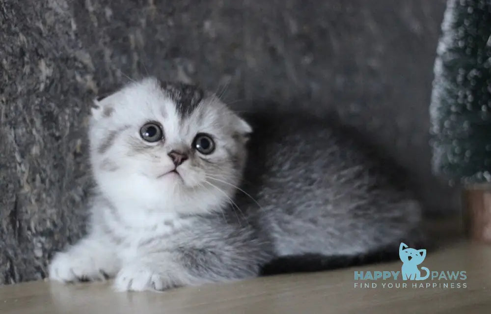 Casper Scottish Fold male black silver ticked tabby live animals