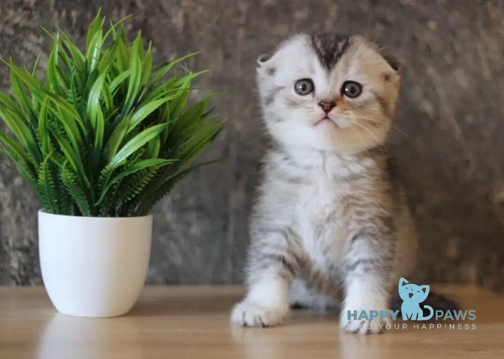 Casper Scottish Fold male black silver ticked tabby live animals