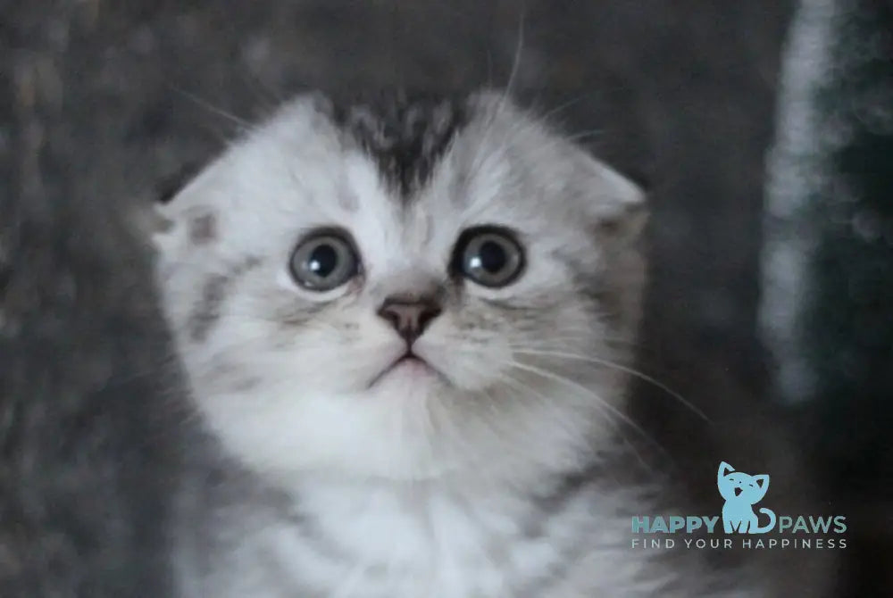 Casper Scottish Fold male black silver ticked tabby live animals