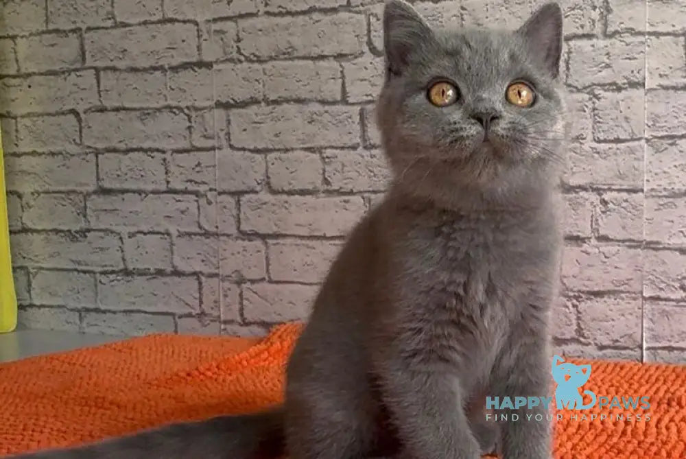 Casper Scottish Straight male blue live animals