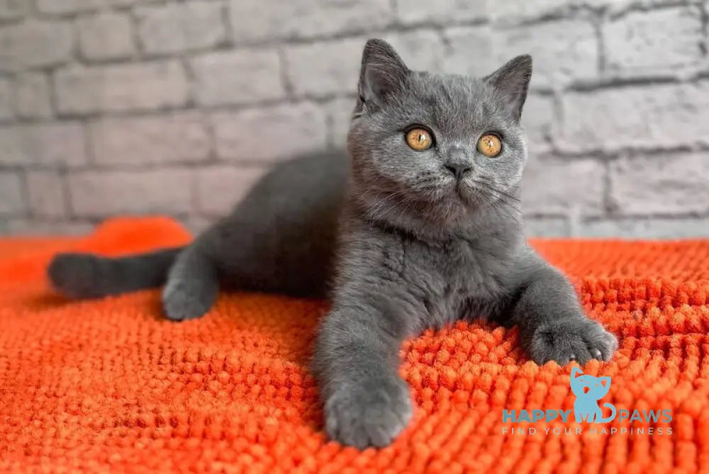 Casper Scottish Straight male blue live animals