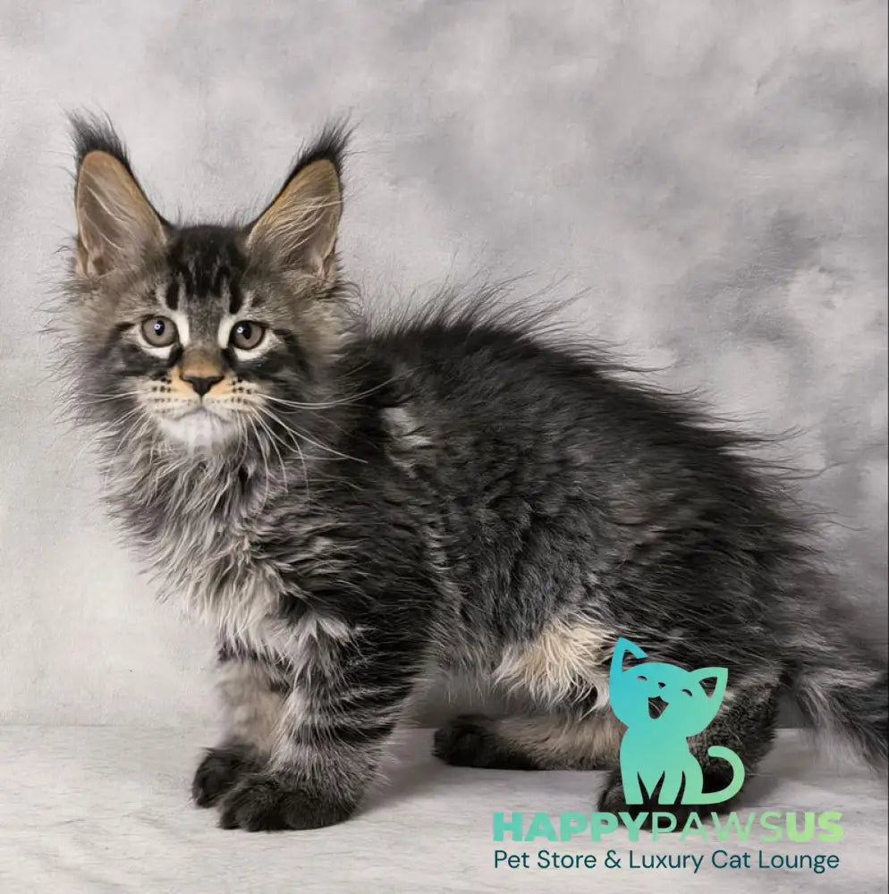 Caspian Maine Coon male black ticked tabby live animals