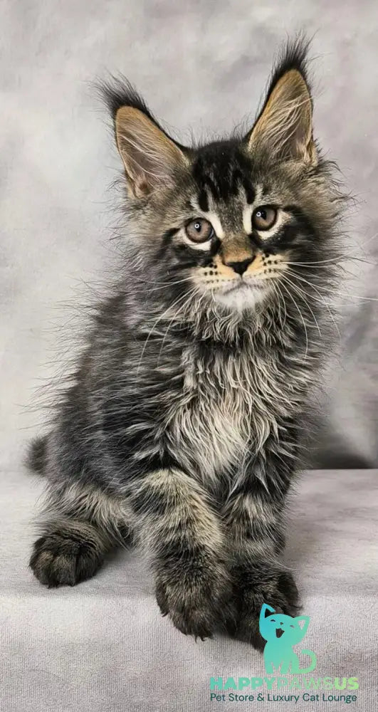 Caspian Maine Coon male black ticked tabby live animals