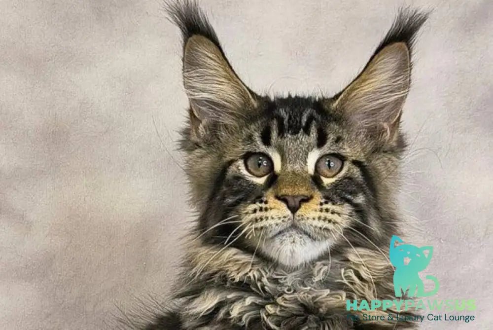 Caspian Maine Coon male black tabby live animals