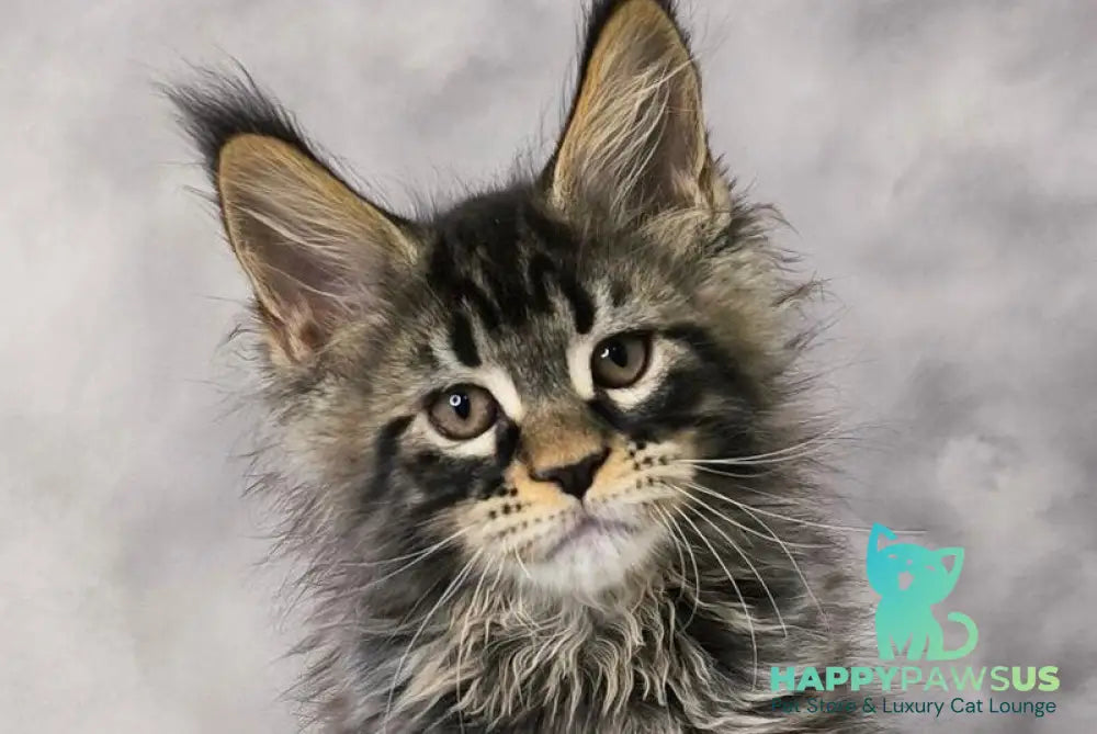 Caspian Maine Coon male black ticked tabby live animals