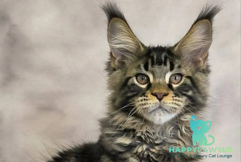 Caspian Maine Coon male black tabby live animals
