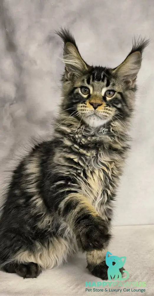 Caspian Maine Coon male black tabby live animals