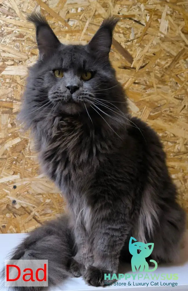 Caspian Maine Coon male black ticked tabby live animals