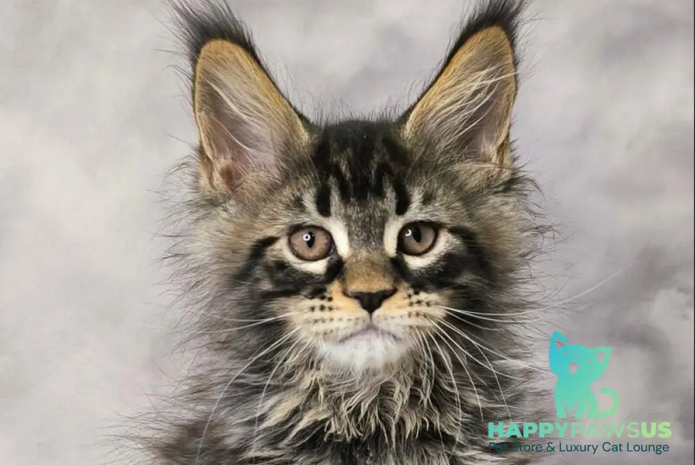 Caspian Maine Coon male black ticked tabby live animals