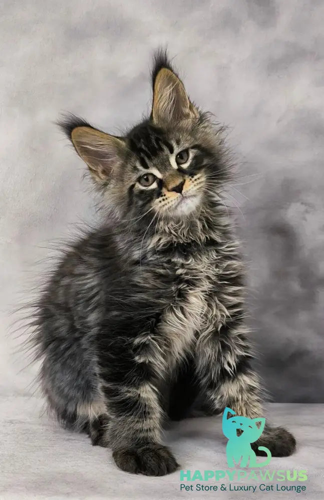 Caspian Maine Coon male black ticked tabby live animals