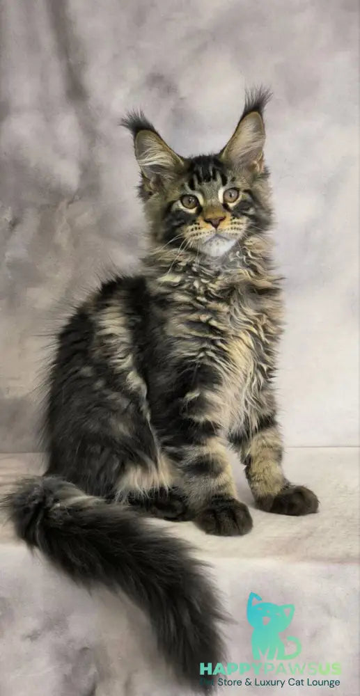 Caspian Maine Coon male black tabby live animals