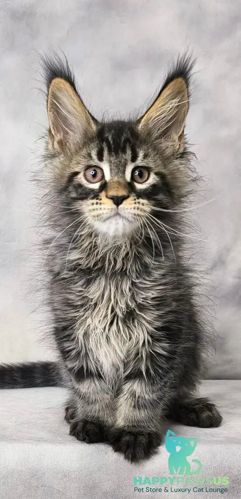 Caspian Maine Coon male black ticked tabby live animals