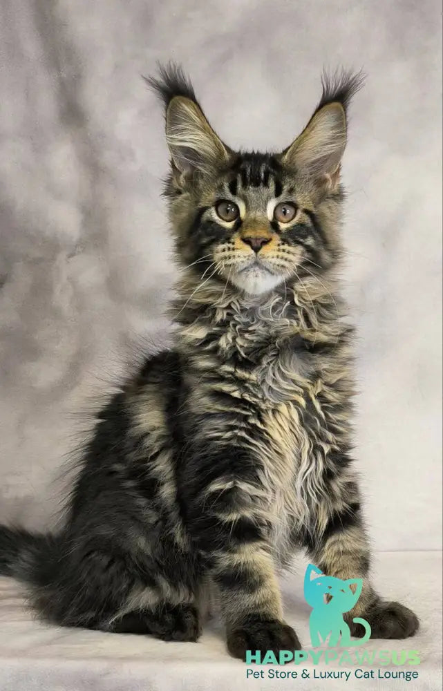 Caspian Maine Coon male black tabby live animals