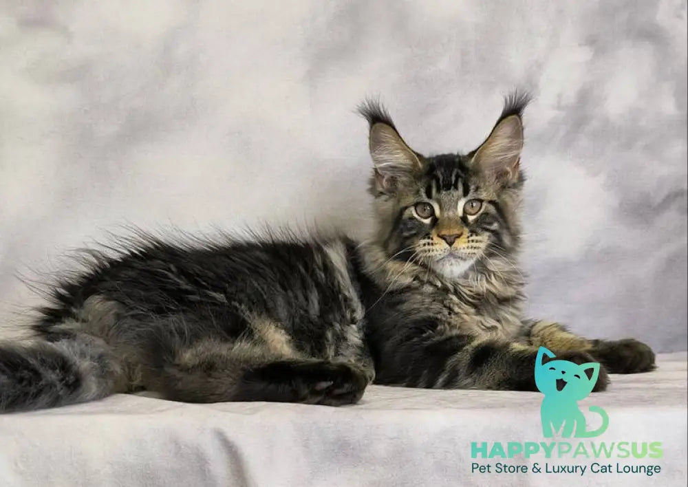 Caspian Maine Coon male black tabby live animals