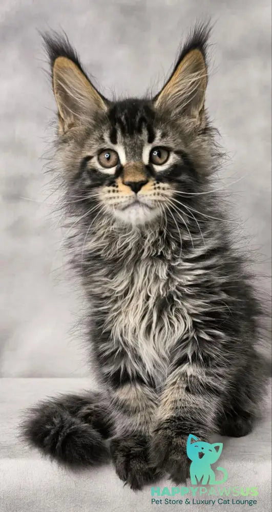 Caspian Maine Coon male black ticked tabby live animals