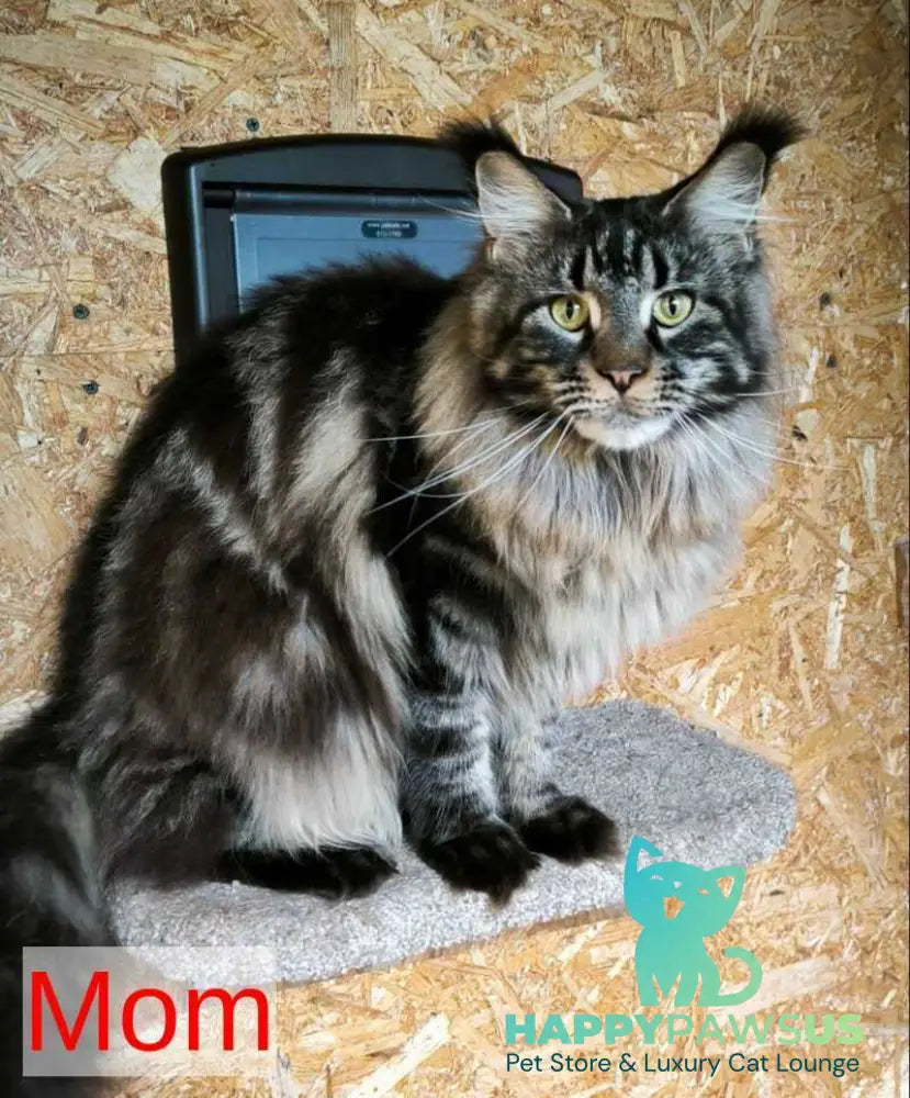 Caspian Maine Coon male black ticked tabby live animals
