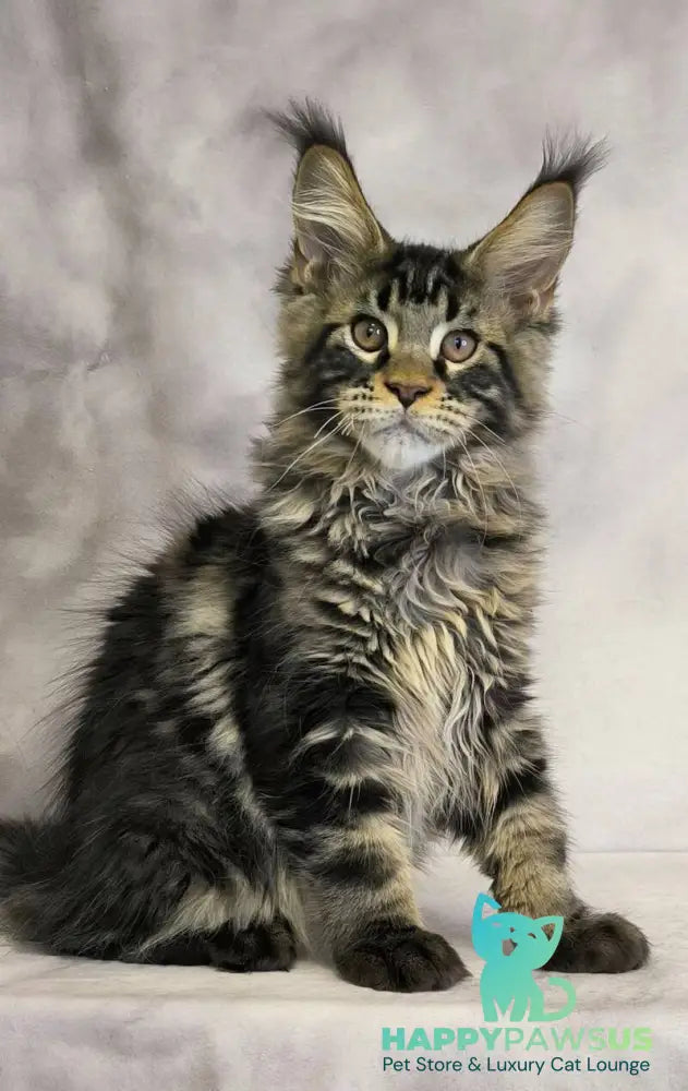 Caspian Maine Coon male black tabby live animals