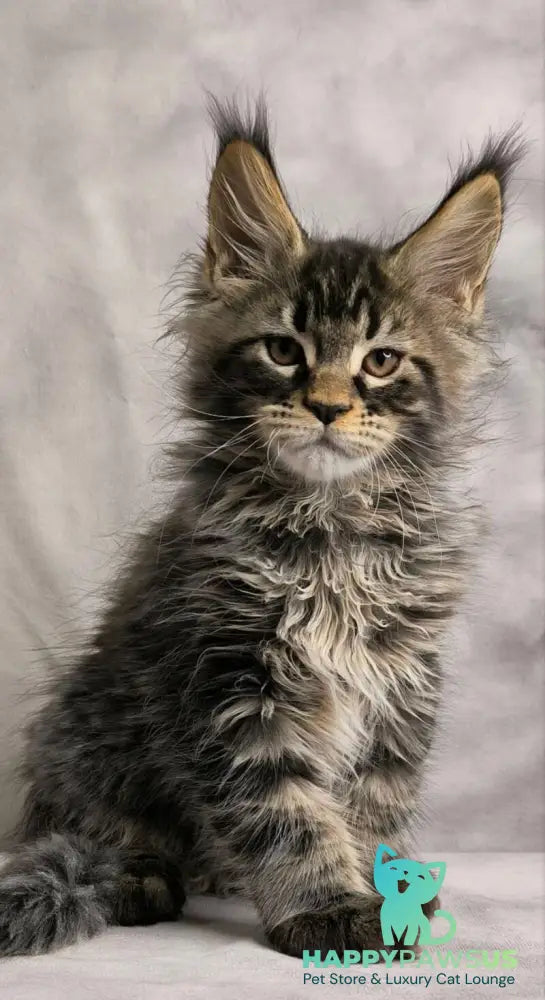 Caspian Maine Coon male black ticked tabby live animals