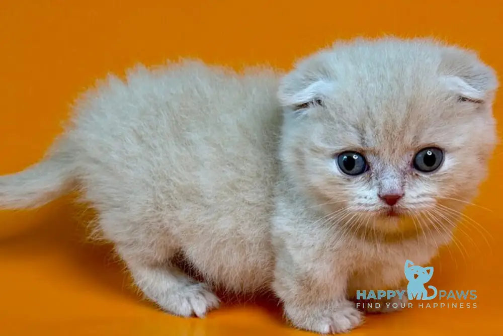Caspian Munchkin male fawn - live animals
