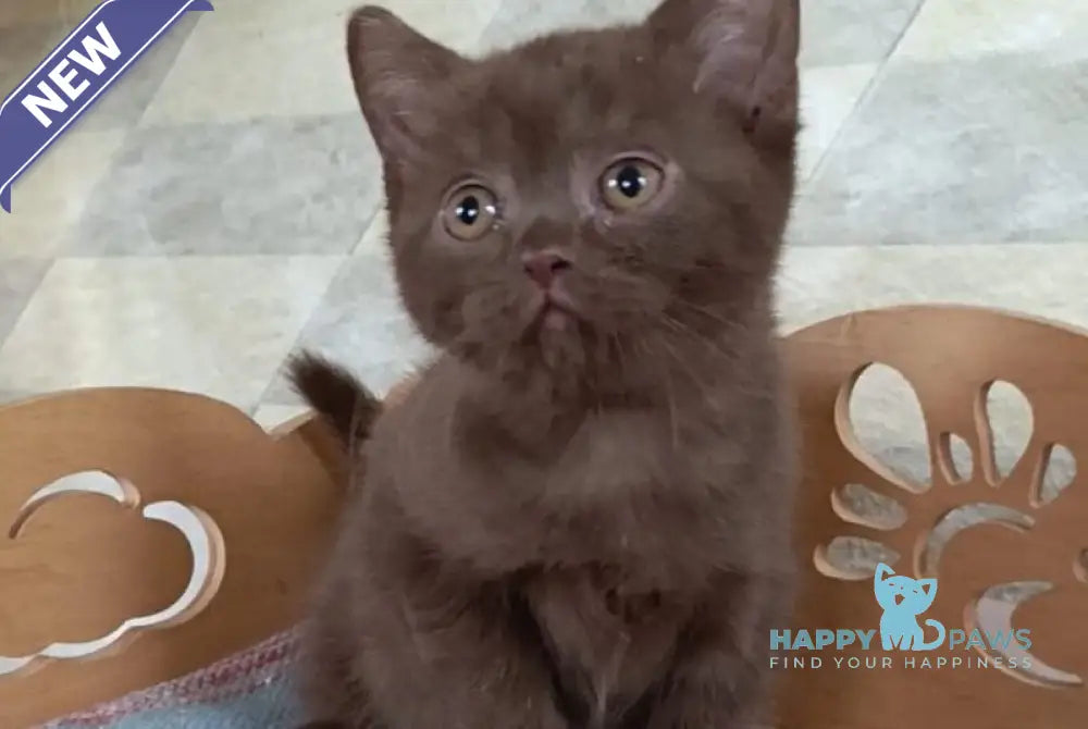 Cassandra British Shorthair female chocolate live animals