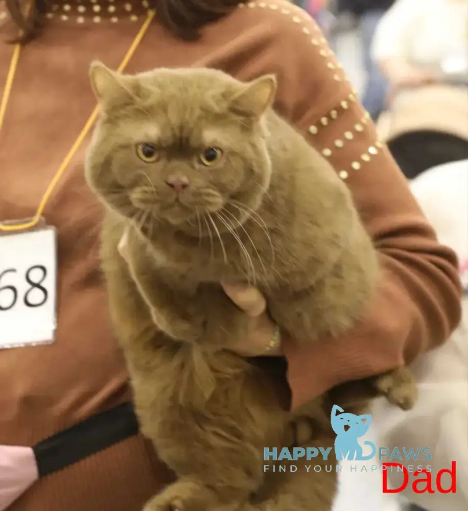 Cassandra British Shorthair female chocolate live animals