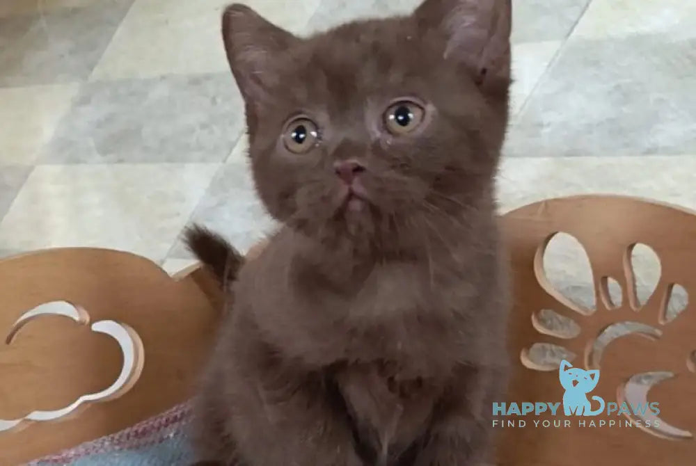 Cassandra British Shorthair female chocolate live animals