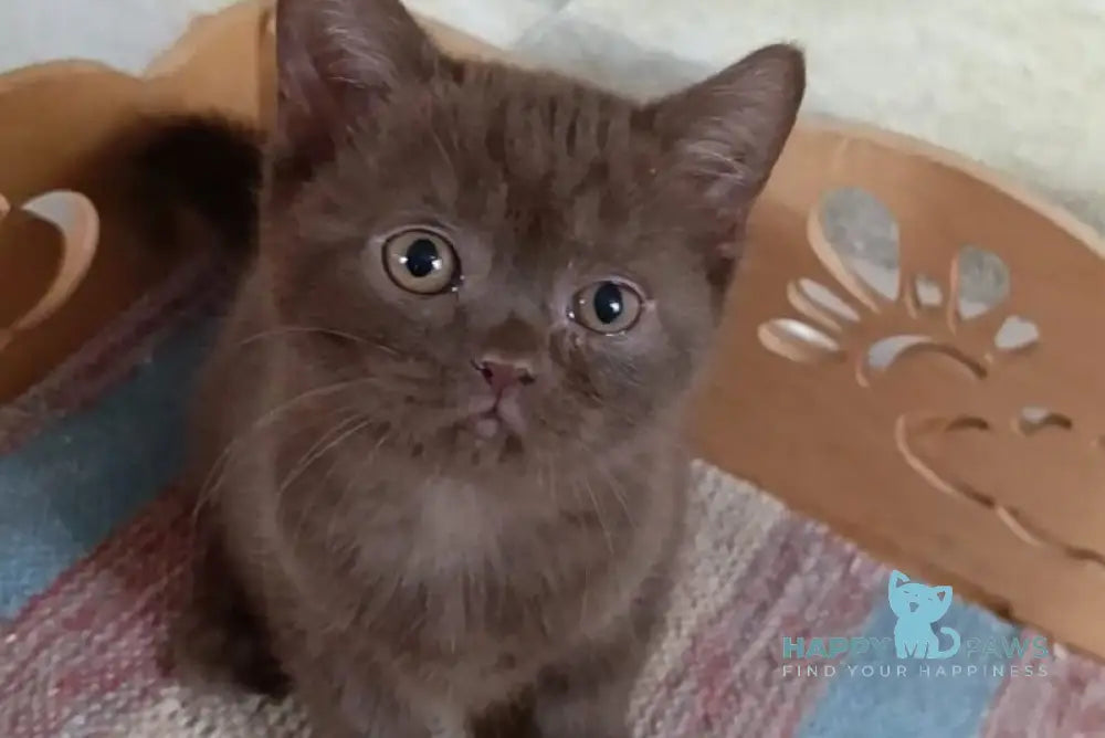 Cassandra British Shorthair female chocolate live animals