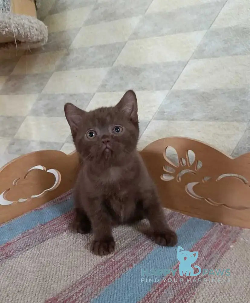 Cassandra British Shorthair female chocolate live animals