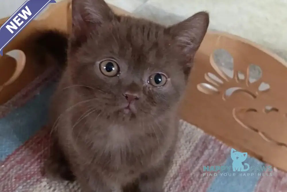 Cassandra British Shorthair female chocolate live animals