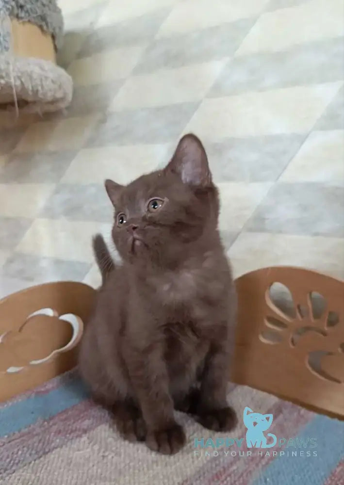 Cassandra British Shorthair female chocolate live animals