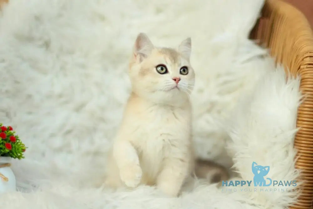 Cassandra British Shorthair male blue golden shaded live animals